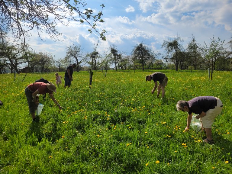 Streuobstblütentag auf regionaler Obstwiese – ein gelungener Nachmittag